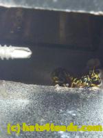 /home//u458753944/public_html/sourcegallery//Insects and small critters/ants bees and wasps (Hymenoptera)/P1080141.JPG